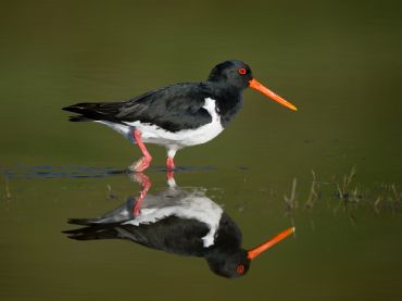 Manukau Harbour Bird Watching