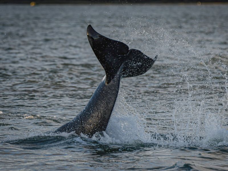 Orca whale